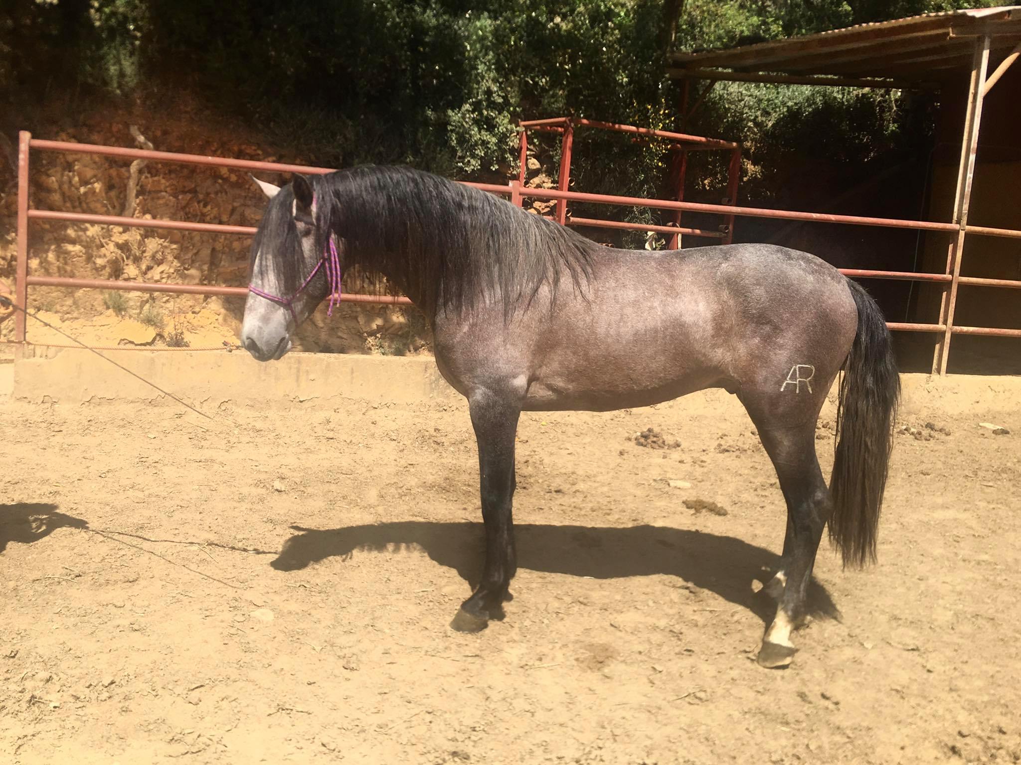 Listado de Caballos en Venta